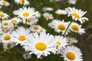 Lot of beautiful wild field chamomile flowers with white petals on meadow in summer day