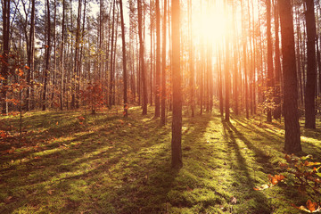 sunny forest background