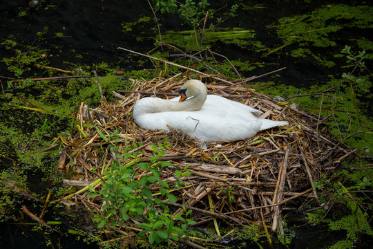 Höckerschwan auf seinem Nest