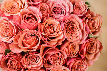 nice bouquet of roses pink color close up on white background