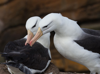 albatross, animals, beautiful, bird, black-browed, feathers, melanophrys, nature, outdoor, perched, rock, sea, thalassarche, wildlife, wings