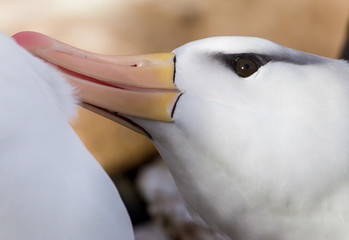 Close up of black browed albatross preening partnter.