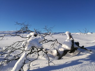 Fototapeta premium Winter