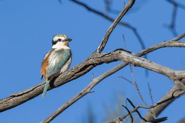 Red-backed Kingfisher (Todiramphus pyrrhopygius). Wiluna, Western Australia, Australia