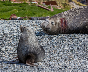 Fur seal and Elephant seal on Stomness Island.CR2