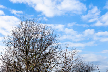 white clouds in blue sky over bare trees