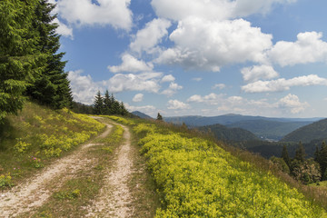 Road in the Carpathians