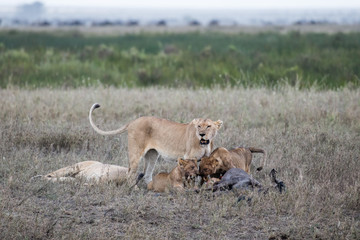 Female lion with baby lions eating gnu antelope