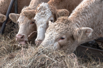 Cows / cattle in a row (head to head) eat dried grass (hay). Concept: agriculture