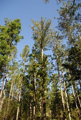 Fototapeta premium Tall eucalyptus trees near Central Station on Fraser Island, Australia