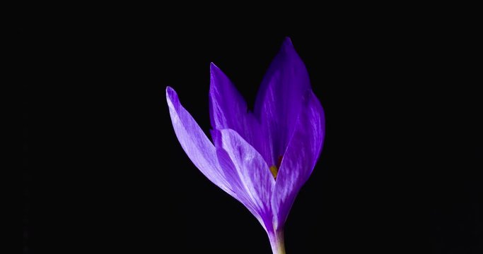a lilac crocus flower closes on a black background
