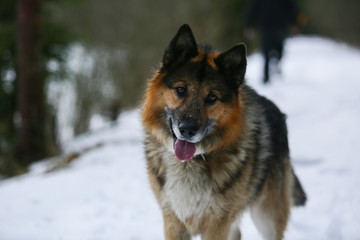 German Shepherd walks in winter in the forest 