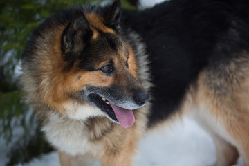 German Shepherd walks in winter in the forest 