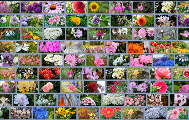 Types of flowers in one photo