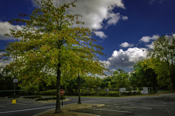 foliage In New York State