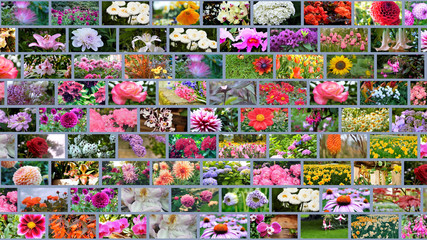 More than 80 types of flowers in a photo