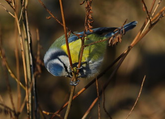 Eurasian blue tit, Cyanistes caeruleus 