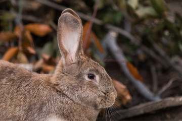 Brown rabit lies on the ground