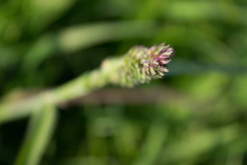 plant green grass macro closeup