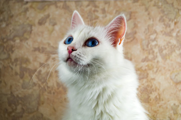 A beautiful white cat with blue eyes is closely watching something
