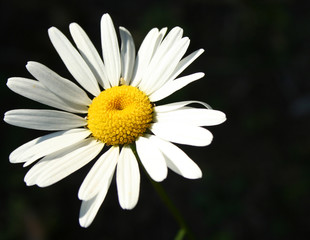 Obraz premium Daisy