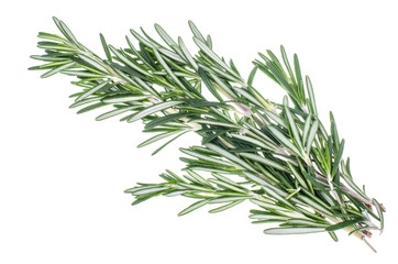 Fototapeta premium Sprigs of rosemary on white background