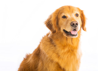 Happy Golden Retriever with gray on his muzzle