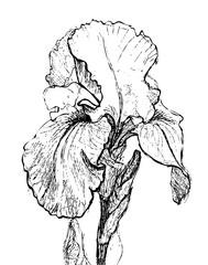 Iris. Isolated vector illustration