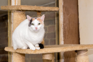 European domestic cat for adoption in a Belgian shelter