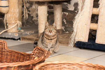 European domestic cat for adoption in a Belgian shelter