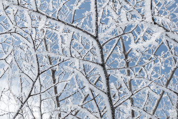 ice flake on the tree branch in the morning day with blue sky background