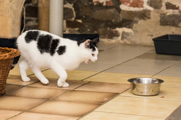 European domestic cat for adoption in a Belgian shelter