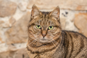 Naklejka na ściany i meble European domestic cat for adoption in a Belgian shelter