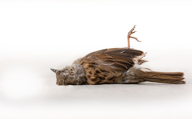 Dead bird