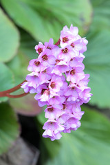 野草　花　ピンク