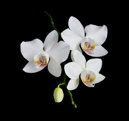 Naklejka na ściany i meble White Orchid on a black background