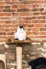 European domestic cat for adoption in a Belgian shelter