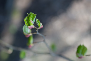 Twig of hazel with fresh young green leaves in spring. Leaves are highlighted by the sun. Blurred background, selective focus.