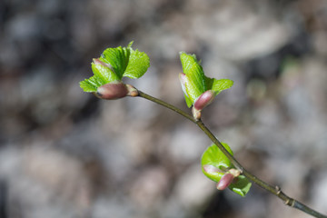 Twig of hazel with fresh young green leaves in spring. Leaves are highlighted by the sun. Blurred background, selective focus.
