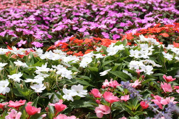 インパチェンスの花畑