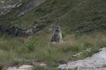 Baboon sitting