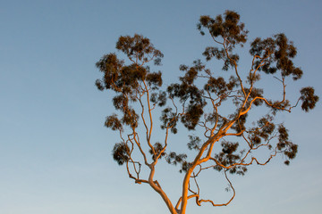 Trees 