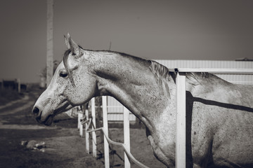 Arabian stallion posing for portrait