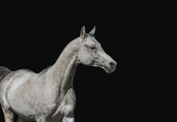 Fototapeta na wymiar Arabian stallion posing on a black background