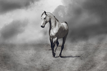 Obraz na płótnie Canvas Arabian stallion is sporting in the desert