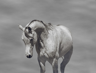 Arabian stallion posing for portrait
