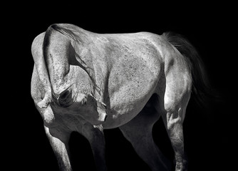 Arabian stallion posing on a black background