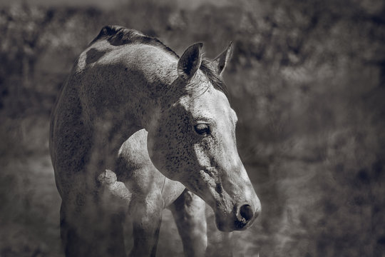 Arabian stallion posing for portrait