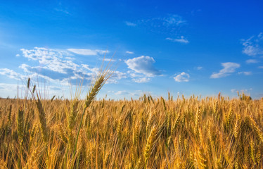 Picturesque mature, golden-brown field, yellow wheat at sunset. Grain harvest in summer.