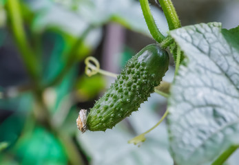 Harvesting of cucumbers. Green small cucumber close-up.